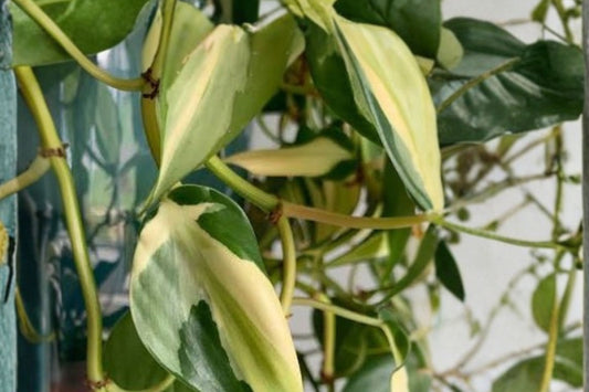 Silver Stripe Philodendron Live Plant, 8 Inch Hanging Basket, Variegated Trailing Philodendron, Tropical Indoor Houseplant