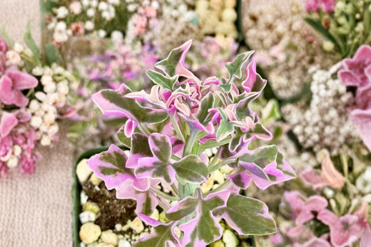 Pink Variegated Candle Plant Live, 4 Inch Pot Rare Succulent, Variegated Senecio Articulatus, Pink Cream Indoor Houseplant