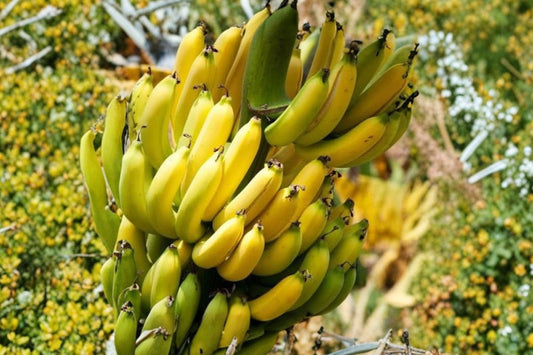 Dwarf Cavendish Banana Seeds 10 PCS, Musa Banana Plant Seeds, Tropical Fruit Tree Seeds, Dwarf Banana Growing Seeds, Garden Seed Pack