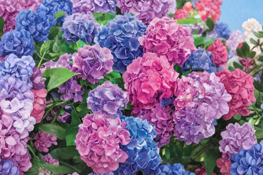 L.A. Dreamin Hydrangea Live Plant, 2.5 QT Multicolor Hydrangea Shrub, Pink Blue Purple Flowers, Perennial Garden Plant