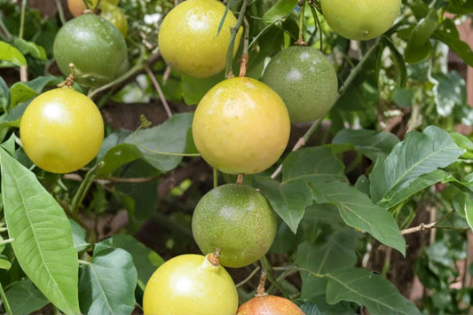 Yellow Passion Fruit Live Plant, Passiflora Starter Vine, Tropical Fruiting Passionfruit Plant, Climbing Garden Vine, Free Shipping