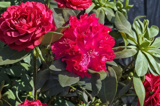 Holden Red Rhododendron Live Plant, Red Flowering Evergreen Shrub, Rhododendron Starter Plant, Shade Woodland Garden Plant