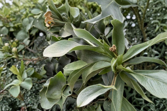 Staghorn Fern Live Plant, Platycerium bifurcatum, 3 Inch Pot, Hanging Tropical Houseplant, Mountable Epiphytic Fern