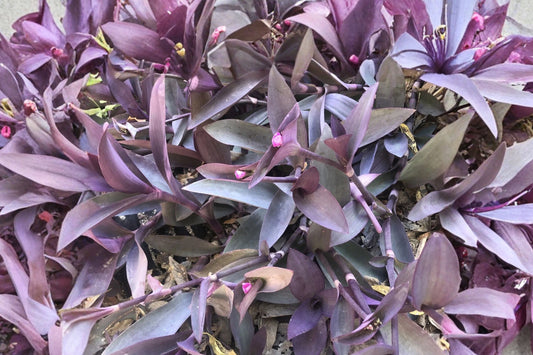 10 Purple Heart Tradescantia Cuttings, Tradescantia pallida Purpurea Live Plant Cuttings, Purple Trailing Houseplant, Ground Cover