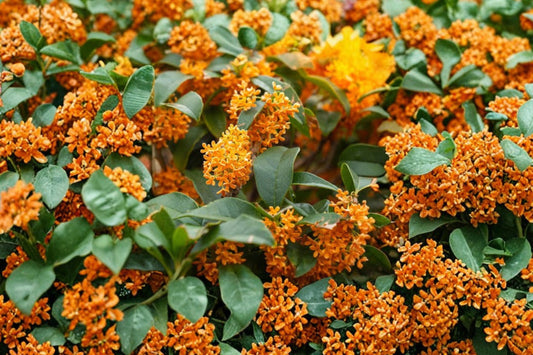 Orange Flowering Tea Olive Live Plant, Fragrant Osmanthus Shrub, 2 Gallon Pot, Evergreen Sweet Olive Landscape Plant
