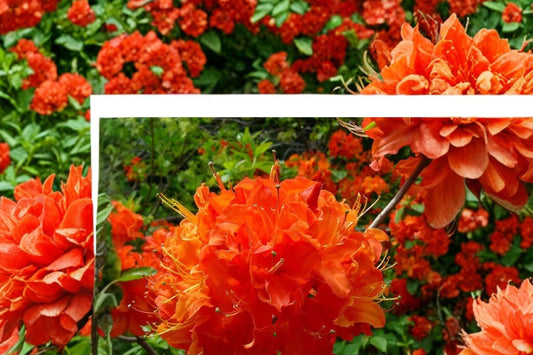 Mandarin Lights Azalea Live Plant, Orange Deciduous Azalea, Flowering Rhododendron Starter Shrub, Cold Hardy Garden Plant