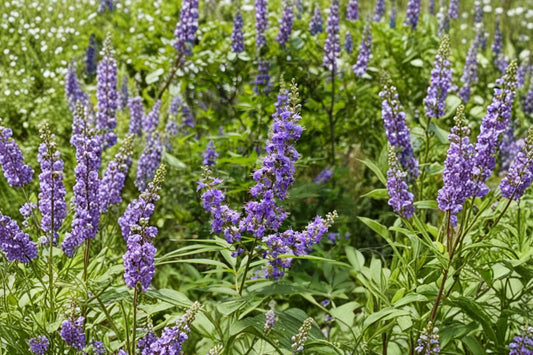 Vitex Chaste Tree Live Plant, 2-3 Ft Tall Chasteberry Tree, Lilac Purple Flowering Shrub, Pollinator Butterfly Garden Plant