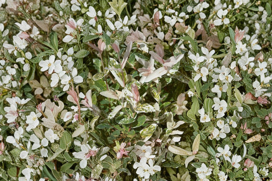 Dappled Willow Hakuro Nishiki Live Plant, Rooted Cutting, Pink White Variegated Willow Shrub, Salix integra Ornamental Plant