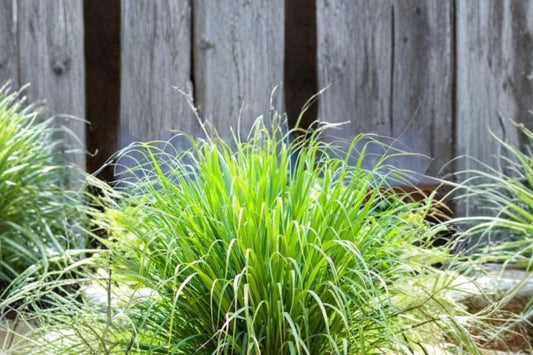 6 West Indian Lemongrass Live Plants, Cymbopogon citratus Rooted Lemon Grass, Culinary Herb Starter Plants, Ready to Plant