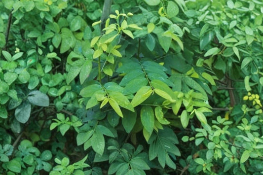 Katuk Live Plant, Sauropus androgynus Sweetleaf Bush, Tropical Edible Leaf Plant, Asian Vegetable Garden Starter Plant