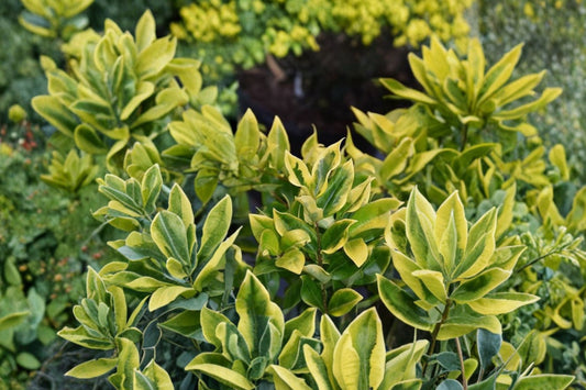 10 Ligustrum Japonicum Howardi Live Plants, 2 Inch Golden Privet Starter Plants, Evergreen Hedge Privacy Screen Landscape Shrubs