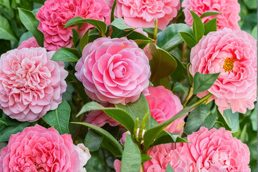Pink Perfection Camellia Japonica Live Plant, Pink Double Flower Camellia Starter, Evergreen Flowering Shrub, Shade Garden Plant