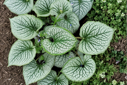 Brunnera Sea Heart Live Plant, False Forget Me Not Starter Plant, Silver Leaf Shade Perennial, Blue Flower Woodland Plant, Free Shipping