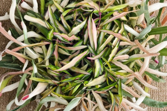 Hoya Wayetii Tricolor Live Plant, Variegated Wax Vine, 4 Inch Pot, Rare Trailing Hoya Houseplant, Pink Green Collector Plant