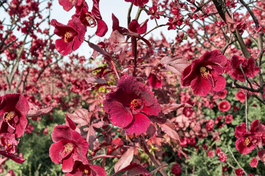 2 Cranberry Hibiscus Live Plants, 4-6 Inch Tall, Hibiscus acetosella, Red Burgundy Foliage Starter Plants, Tropical Garden Shrub