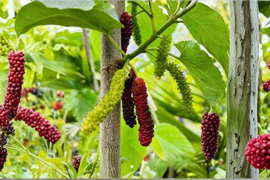 Pakistan Long Mulberry Tree Live Plant, Morus macroura, Long Fruiting Mulberry Plant, Sweet Berry Fruit Tree, Edible Garden Tree