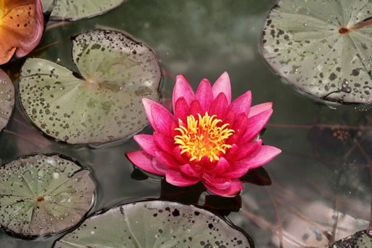 Pink Hardy Water Lily Live Tuber, Aquatic Pond Plant, Pink Nymphaea Waterlily, Outdoor Water Garden Lily, Perennial Pond Plant