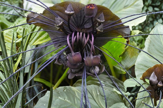 Black Bat Flower Live Plant, Tacca chantrieri, Exotic Black Flower Tropical Houseplant, Rare Bat Plant, Collector Garden Plant