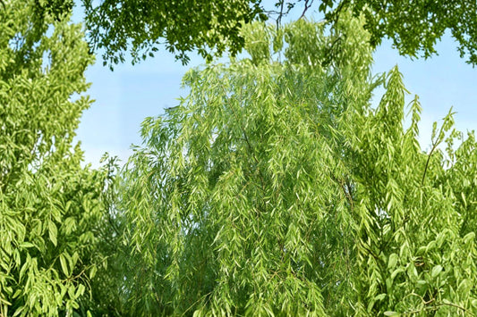 2 Golden Weeping Willow Trees Live Plants, Ready to Plant Willow Trees, Beautiful Arching Landscape Trees, Salix Garden Plants