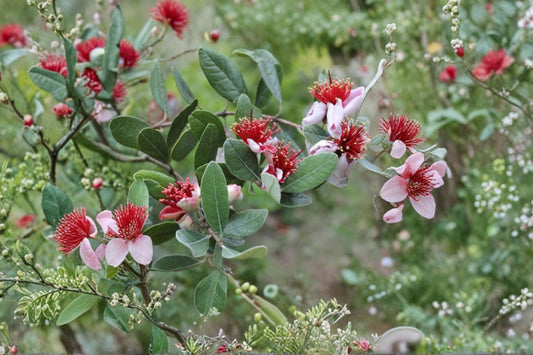 2 Pineapple Guava Live Plants, Feijoa Acca sellowiana Fruit Tree Starter Plants, Tropical Edible Garden Shrubs, Greenhouse Plants