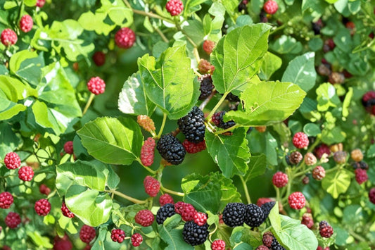 Dwarf Everbearing Mulberry Tree Live Plant, Morus nigra, Edible Fruit Tree, Sweet Mulberry Plant, Backyard Orchard Garden Tree