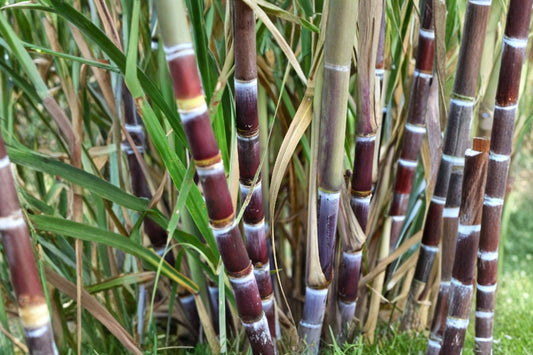 5 Green Sugarcane Cuttings Live, Ready to Plant Sugar Cane Stalks, Saccharum officinarum, Sweet Tropical Garden Starter Plants
