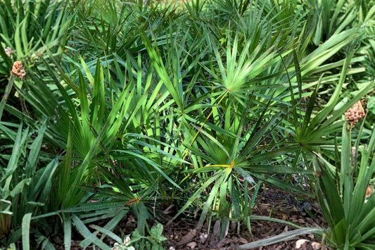 10 Sabal Minor Live Seedlings, Dwarf Palmetto Palm Plant Plugs, Cold Hardy Native Palm Starter Plants, Landscape Garden Palms