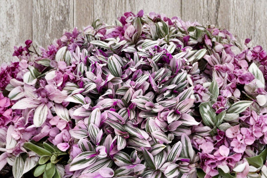 Tradescantia Nanouk Live Plant, 4 Inch Nursery Pot, Pink Purple Variegated Houseplant, Trailing Indoor Plant, Colorful Tropical Plant