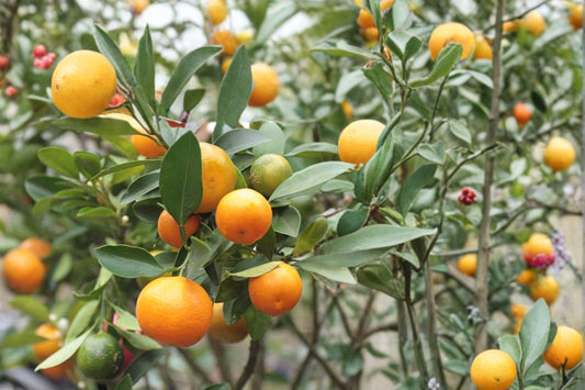 Calamansi Live Plant, Calamondin Citrus Starter Plug, Kalamansi Citrus Tree, Calamansi Fruit Plant, Edible Patio Container Plant