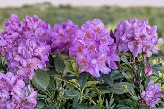 Purple Azalea Live Plant, 10 Inch Tall in 4 Inch Pot, Purple Flowering Shrub, Evergreen Azalea Garden Plant, Landscape Starter