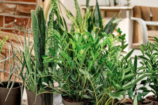 ZZ Plant Live Houseplant, Zamioculcas zamiifolia, 4 Inch Potted Plant, Low Maintenance Indoor Tropical Plant, Office Desk Plant