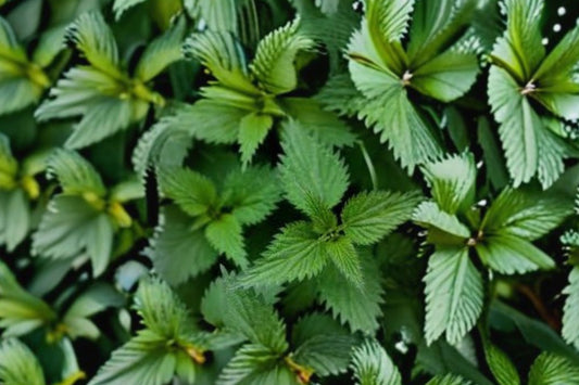 Stinging Nettle Live Plant, Urtica dioica, 3 Inch Pot, Organic Herb Garden Plant, Perennial Nettle, Survival Garden Starter Plant
