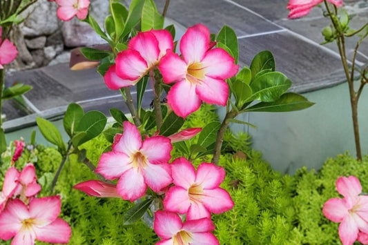 Desert Rose Live Plant, Adenium obesum, 4 Inch Pot, Tropical Flowering Succulent, Caudex Houseplant, Exotic Patio Plant