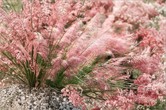 Pink Muhly Grass Live Plant, 10-12 Inch Tall, Muhlenbergia capillaris, Pink Ornamental Grass, Perennial Landscape Garden Plant