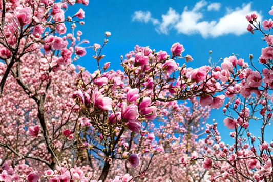 Ann Magnolia Live Plant, 3 Inch Pot, Pink Purple Flowering Magnolia Tree, Magnolia Ann Starter Shrub, Spring Blooming Garden Plant