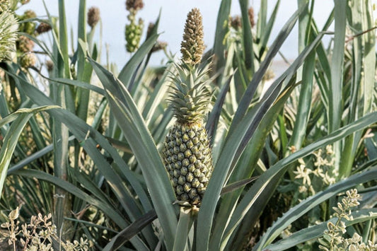Florida Special Pineapple Live Plant, Ananas comosus Starter Plant, Tropical Fruit Plant, Edible Pineapple Garden Patio Container Plant