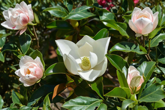 Southern Magnolia Tree Live Plant, 2 Inch Pot, Magnolia grandiflora Starter Tree, Fragrant White Flowers, Evergreen Landscape Tree
