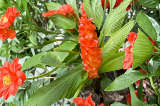 Red Curcuma Ginger Live Plant, 4-6 Inch Tall, Curcuma Tropical Flowering Plant, Red Ginger Starter, Exotic Patio Garden Plant