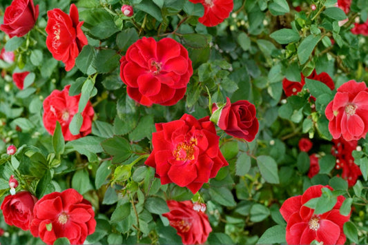 Red Patio Rose Live Plant, 3 Gallon Pot, Miniature Rose Bush, Red Flowering Rose, Patio Container Garden Ornamental Shrub