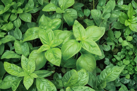 Fresh Basil Live Plant, Culinary Herb Starter Plant, Edible Basil for Kitchen Herb Garden, Container Garden Plant, Free Shipping