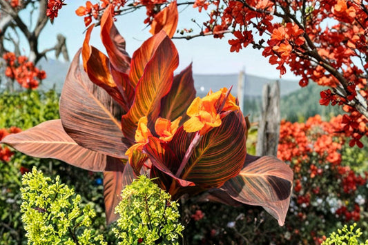 Tropicanna Phasion Canna Lily Rhizome, 1 Large Live Rhizome, Variegated Canna Plant, Orange Flower Tropical Garden Plant