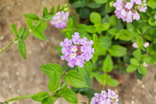 Purple Trailing Lantana Live Plant, 1 Gallon Fully Rooted Flowering Shrub, Purple Lantana Ground Cover, Pollinator Garden Plant