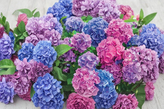 L.A. Dreamin Hydrangea Live Plant, 2.5 Quart Pot, Multicolor Hydrangea macrophylla, Pink Blue Purple Flowering Shrub, Garden Plant
