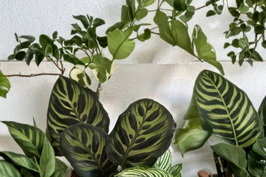 5 Live Plants Assorted Variety Pack, Starter Plants in Nursery Pots, Mystery Plant Bundle, Indoor Outdoor Garden Plant Collection