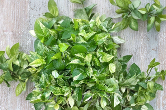 Marble Queen Pothos Live Plant, 4 Inch Pot, Epipremnum aureum Variegated Pothos, White Green Trailing Hanging Houseplant