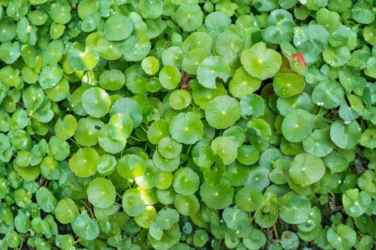 Hydrocotyle vulgaris Live Plant, 10-20 Inch Fully Rooted Pennywort, Outdoor Aquatic Pond Plant, Water Garden Ground Cover Plant