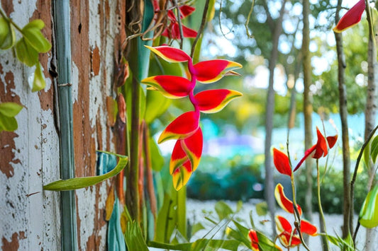 2 Heliconia Rostrata Live Rhizomes, Hanging Lobster Claw Tropical Flower, Pendant Heliconia Rhizome, Exotic Garden Plant