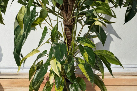 Philodendron Burle Marx Live Cutting, 5-7 Inch Tropical Plant Cutting, Rare Collector Philodendron, Climbing Houseplant Propagation