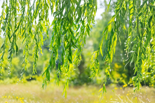4 Golden Weeping Willow Tree Cuttings, Live Willow Cuttings for Planting, Fast Growing Salix Trees, Arching Weeping Landscape Tree