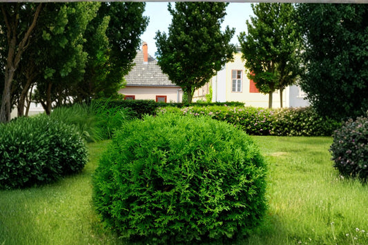 Little Giant Dwarf Arborvitae Live Plant, 2.5 Quart Thuja, Compact Evergreen Shrub, Globe Arborvitae, Foundation Landscape Plant